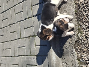 Beagle tricolorii  - imagine 3