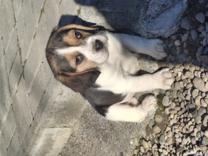 Beagle tricolorii  - imagine 2
