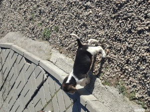 Beagle tricolorii  - imagine 4