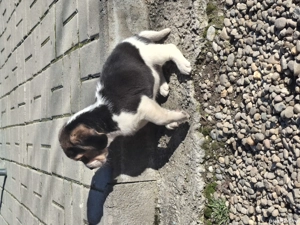 Beagle tricolorii  - imagine 5