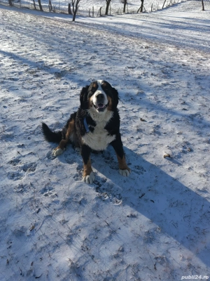 Femelă ciobănesc de berna, cu pedigree FCI  - imagine 2