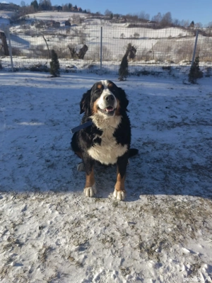 Femelă ciobănesc de berna, cu pedigree FCI  - imagine 3