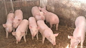 vand purcei landras. 