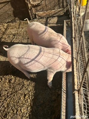 vand purcei de 9 saptamani  - imagine 2