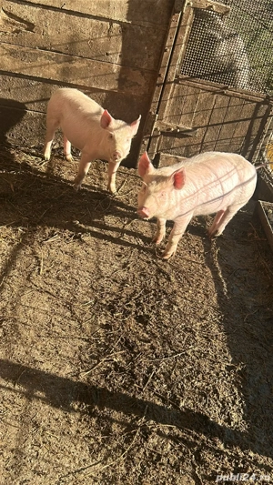 vand purcei de 9 saptamani  - imagine 3