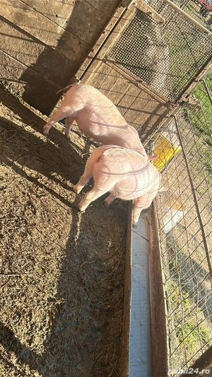 vand purcei de 9 saptamani  - imagine 4