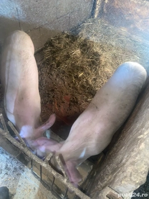 soldani de vanzare de 40-50 kg - imagine 2