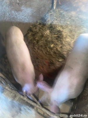 soldani de vanzare de 40-50 kg