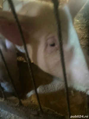 soldani de vanzare de 40-50 kg - imagine 3