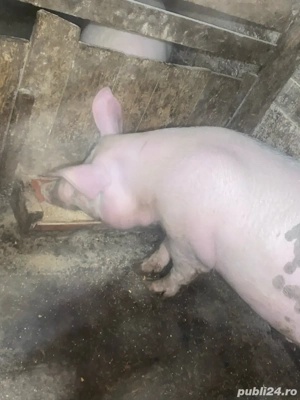 porc de vanzare de 200 kg