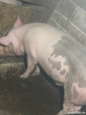 porc de vanzare de 200 kg - imagine 3