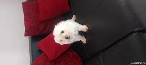 bichon mini toy  - imagine 2