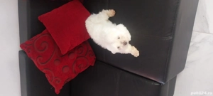 bichon mini toy  - imagine 3