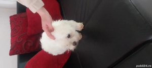 bichon mini toy  - imagine 5