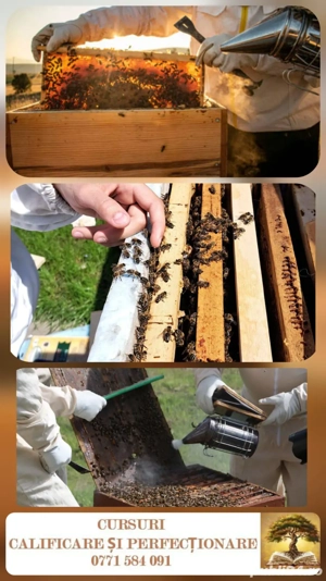 Curs Apicultor