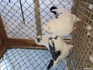 porumbei perechi agh. - imagine 2