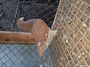 porumbei perechi agh. - imagine 4