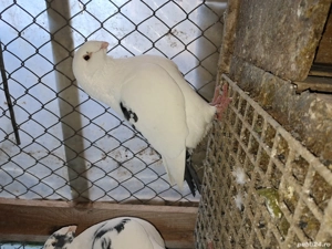 porumbei perechi agh. - imagine 3