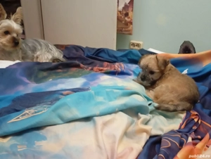 Vand catelusa ascultatoare - imagine 4