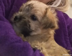 Vand catelusa ascultatoare - imagine 2