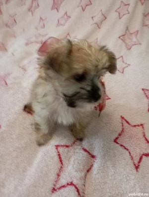 Vand catelusa ascultatoare - imagine 3