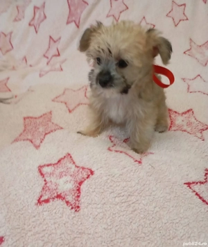 Vand catelusa ascultatoare