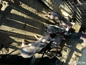 purcei pietrain - imagine 4