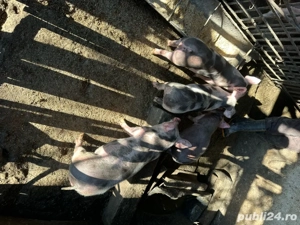 purcei pietrain - imagine 2