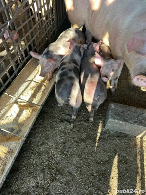 purcei pietrain - imagine 5