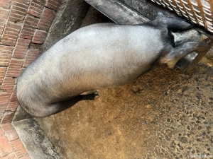 Porc de vânzare pentru sacrificat