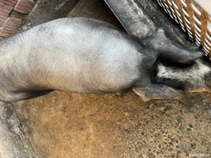 Porc de vânzare pentru sacrificat - imagine 2