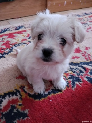 Vând bichon  - imagine 3