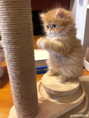 Motan Persian Golden  - imagine 2