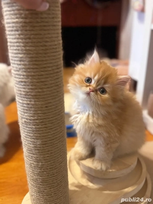 Motan Persian Golden  - imagine 3