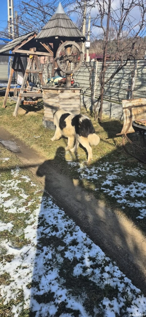 vand caine ciobanesc - imagine 2