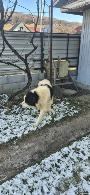 vand caine ciobanesc - imagine 3