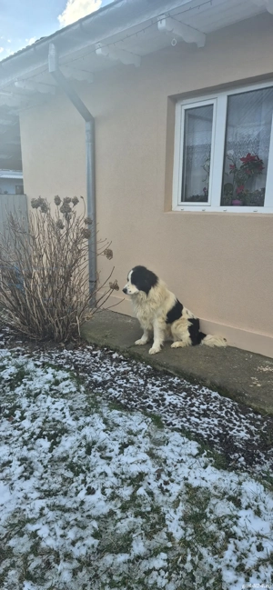 vand caine ciobanesc - imagine 5