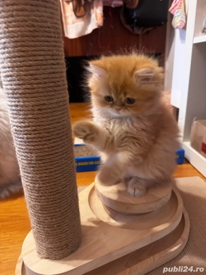 Motan Persian Golden  - imagine 4