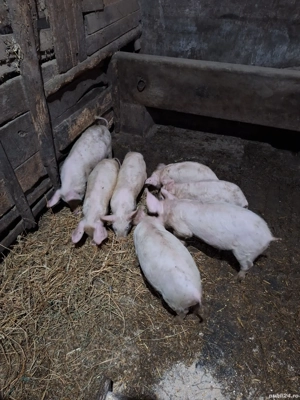 Purcei de vânzare  - imagine 3