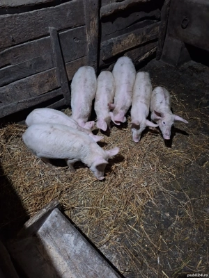 Purcei de vânzare  - imagine 4