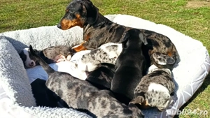 Teckel merle și negru cu pete de foc