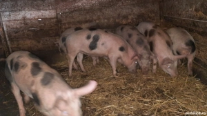 Porci 50-60 kg - imagine 2