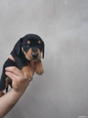 Fetita teckel black and brown  - imagine 5