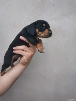 Fetita teckel black and brown  - imagine 4