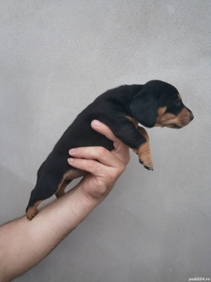 Fetita teckel black and brown  - imagine 3