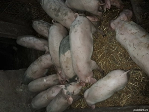 Purcei si soldani - imagine 2