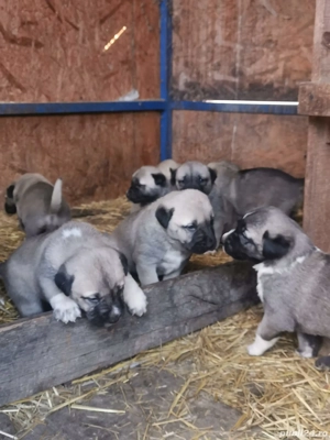 Vand catei Kangal  - imagine 2