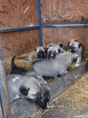 Vand catei Kangal  - imagine 3