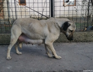 Vand catei Kangal  - imagine 5