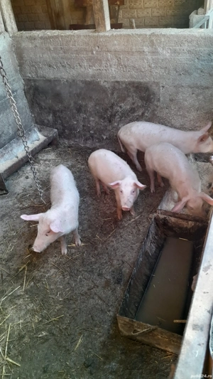 Purcei de vanzare - imagine 2